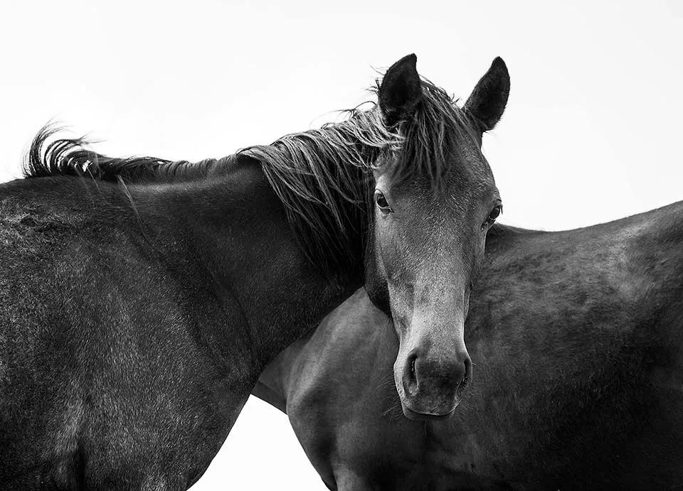 包含猛龙力克爵士，青年bai晋的词条